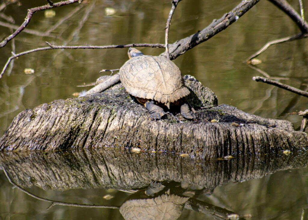 Large terrapin spotted in Cranleigh pond